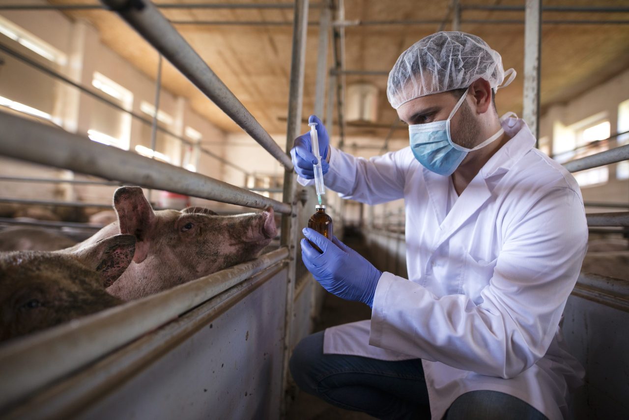 Zootecnista com vacina para porcos 